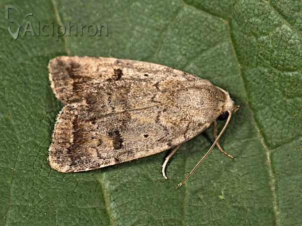 Athetis furvula