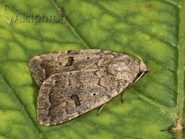 Athetis furvula