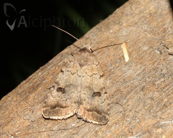 Athetis furvula
