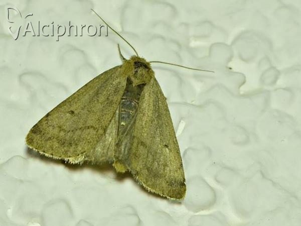 Athetis pallustris