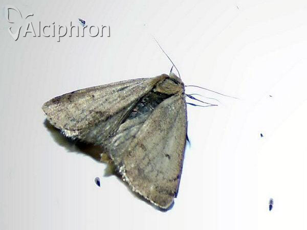Athetis pallustris