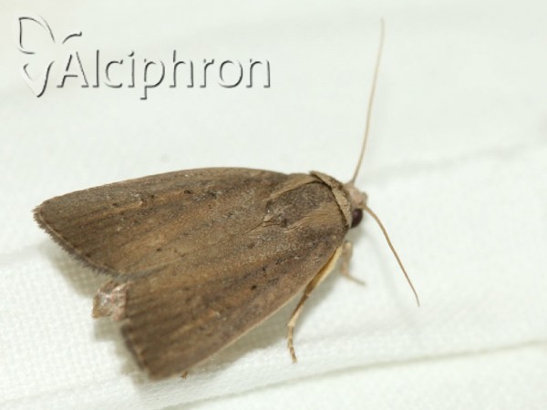 Athetis hospes