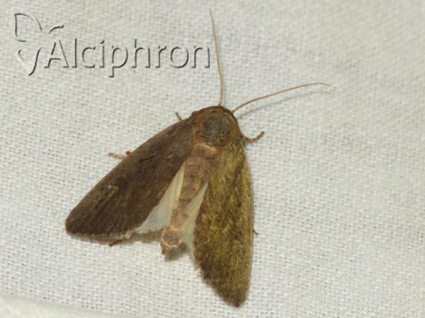Athetis hospes