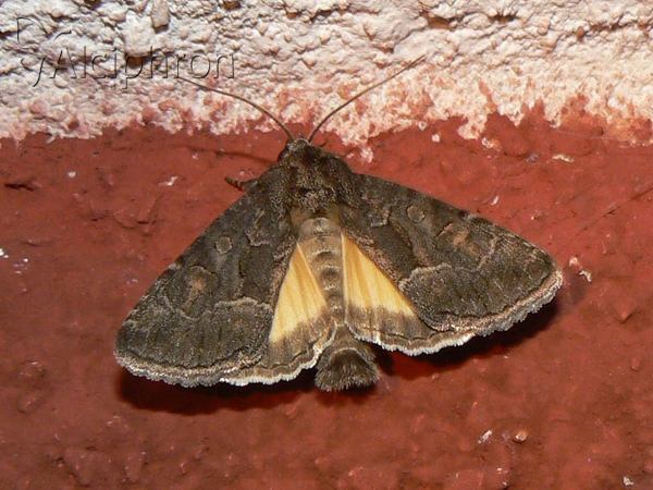 Thalpophila matura
