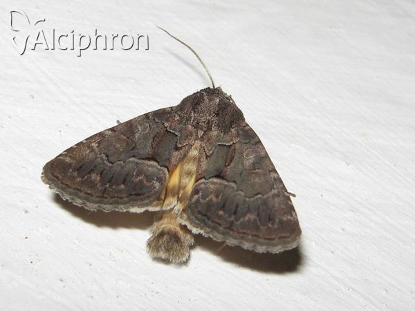 Thalpophila matura