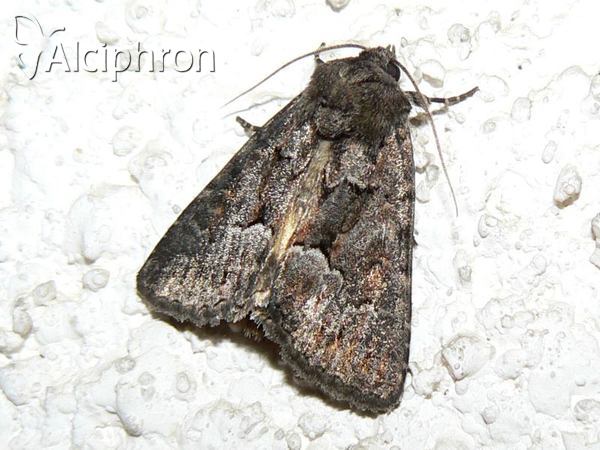 Thalpophila matura