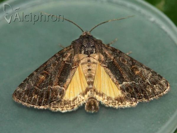 Thalpophila matura