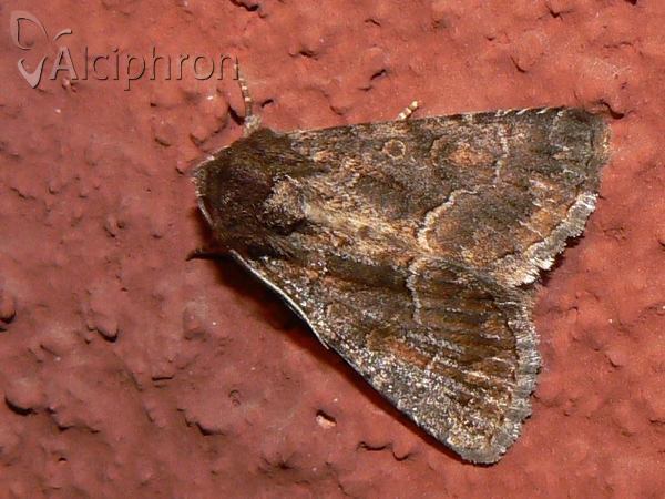 Thalpophila matura