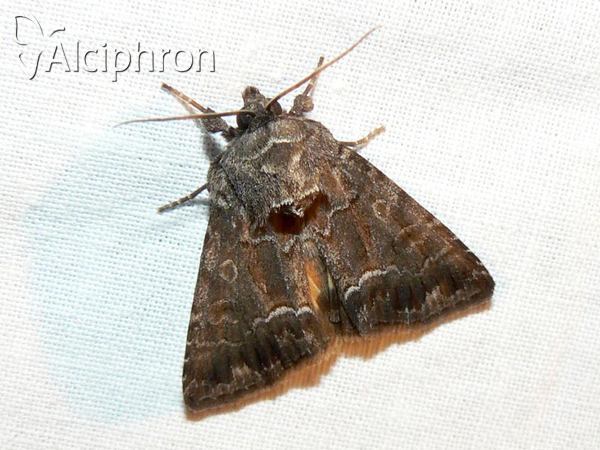 Thalpophila matura