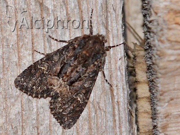 Thalpophila matura