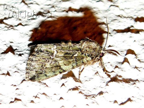 Polyphaenis sericata