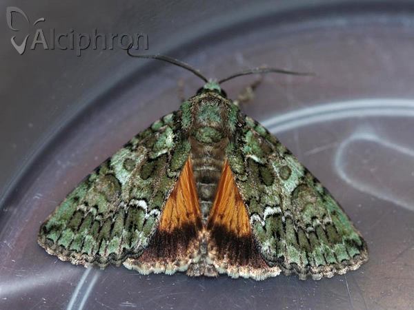 Polyphaenis sericata