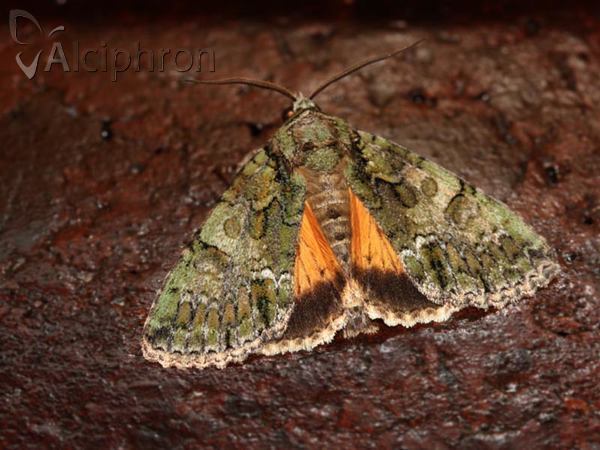 Polyphaenis sericata