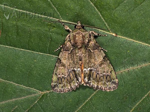 Polyphaenis sericata