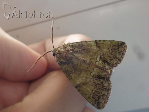 Polyphaenis sericata