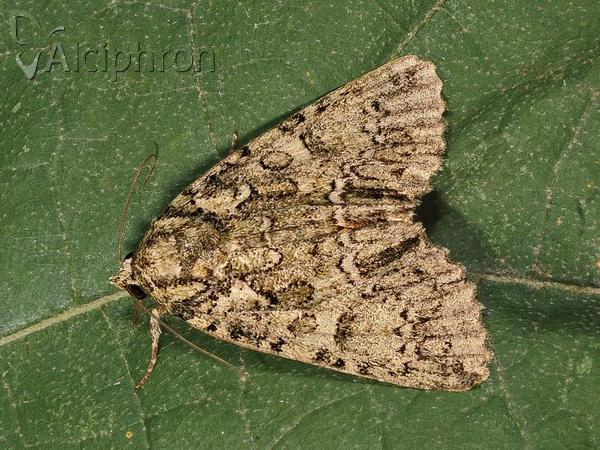 Polyphaenis sericata