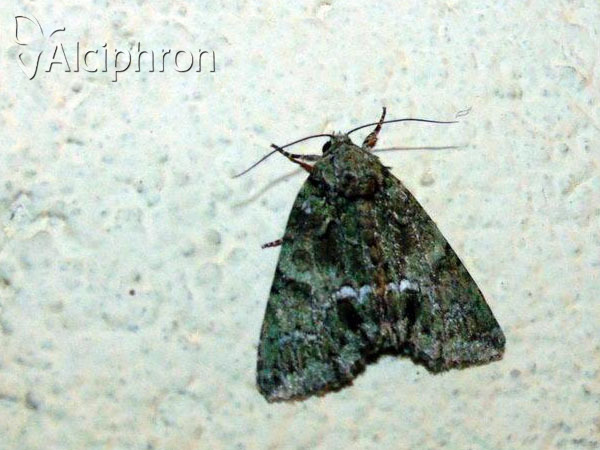 Polyphaenis sericata