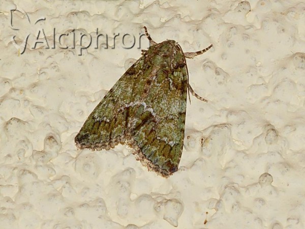 Polyphaenis sericata