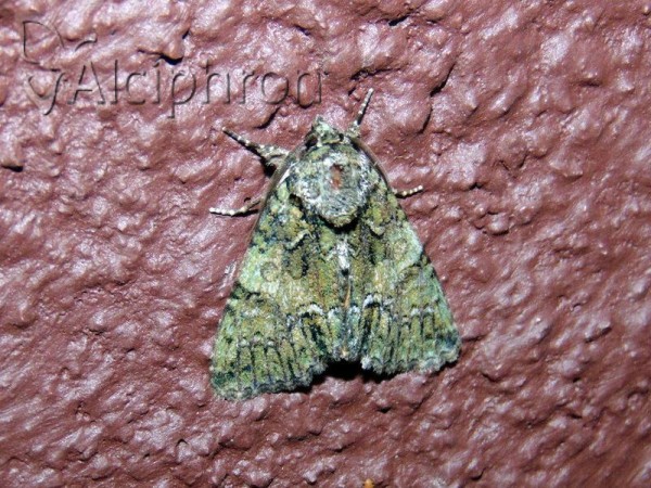 Polyphaenis sericata