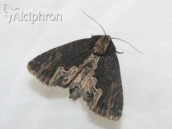Dypterygia scabriuscula