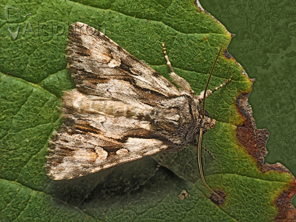 Chloantha hyperici