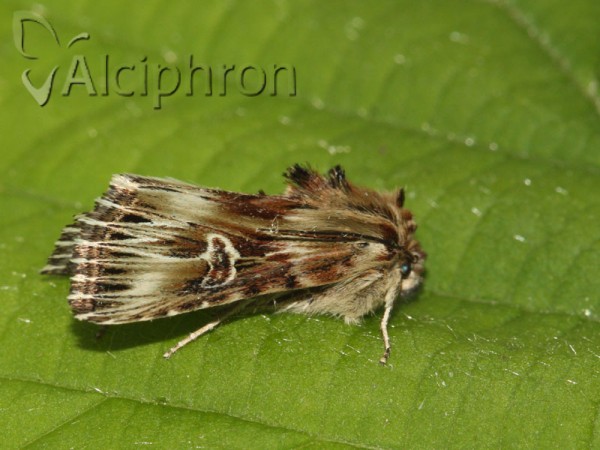 Actinotia radiosa