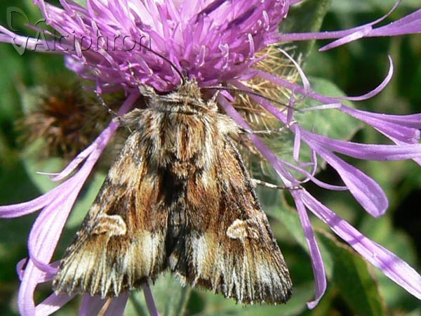 Actinotia radiosa