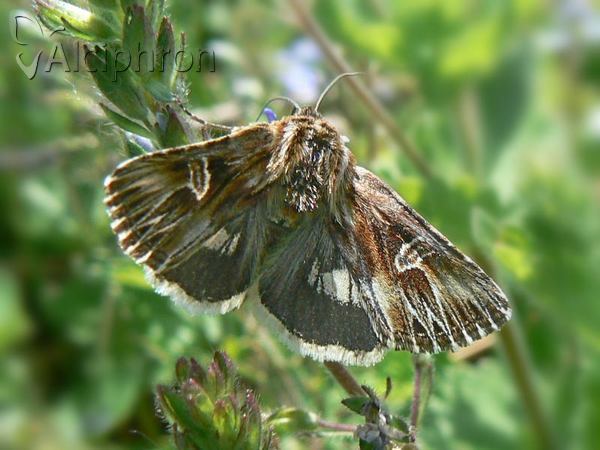 Actinotia radiosa
