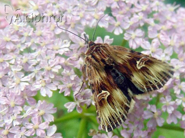 Actinotia radiosa