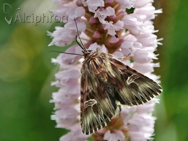 Actinotia radiosa