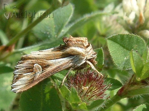 Actinotia polyodon