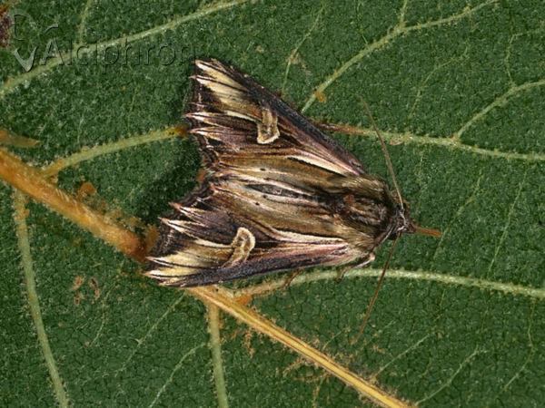 Actinotia polyodon