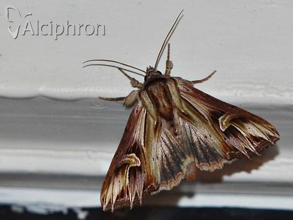 Actinotia polyodon