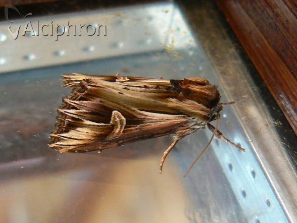 Actinotia polyodon
