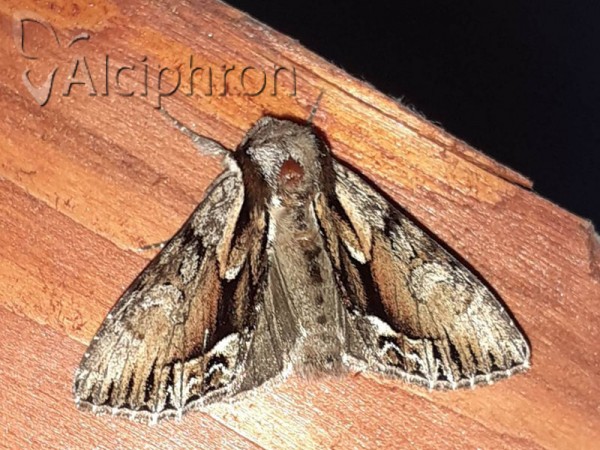 Hyppa rectilinea