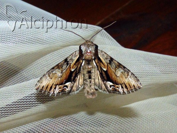 Hyppa rectilinea