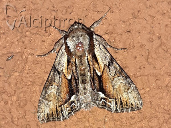 Hyppa rectilinea