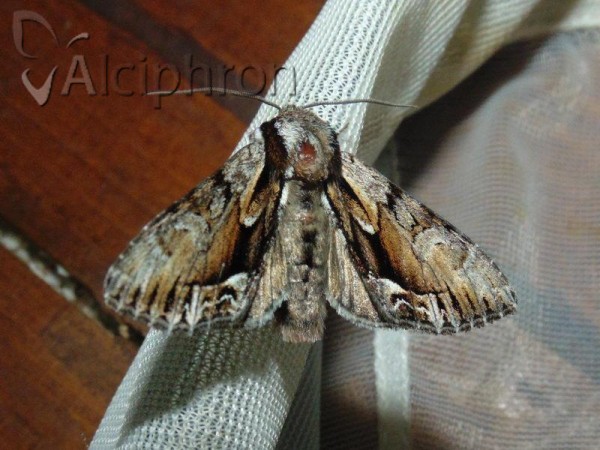 Hyppa rectilinea