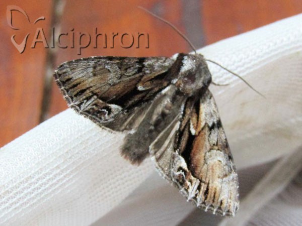 Hyppa rectilinea