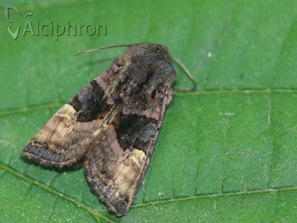 Euplexia lucipara