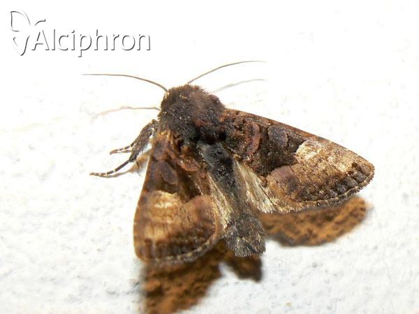 Euplexia lucipara