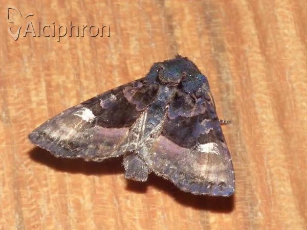 Euplexia lucipara