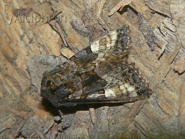 Euplexia lucipara