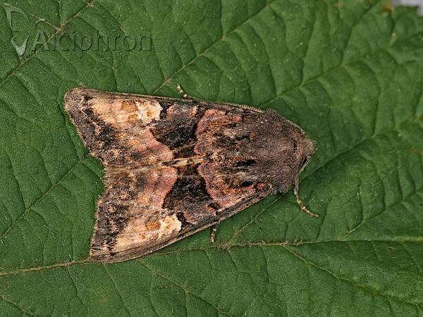 Euplexia lucipara