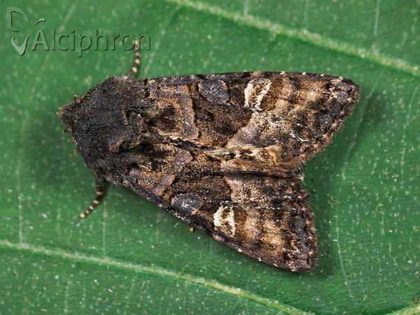 Euplexia lucipara