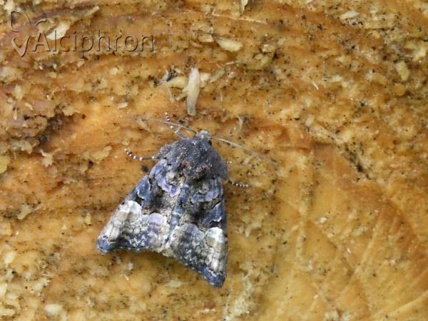 Euplexia lucipara