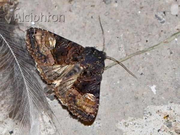 Euplexia lucipara
