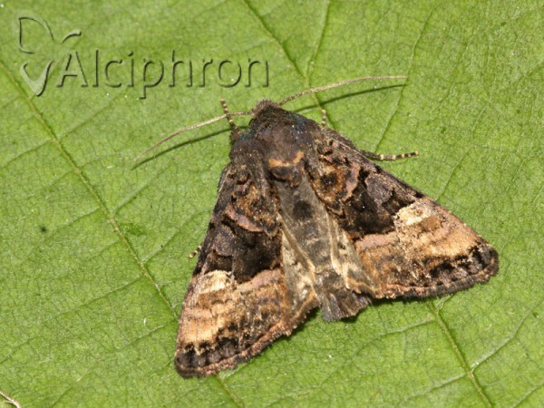 Euplexia lucipara