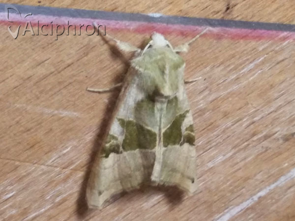 Phlogophora scita