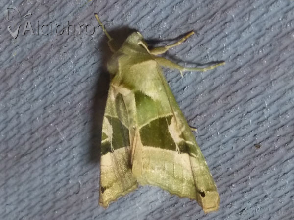 Phlogophora scita